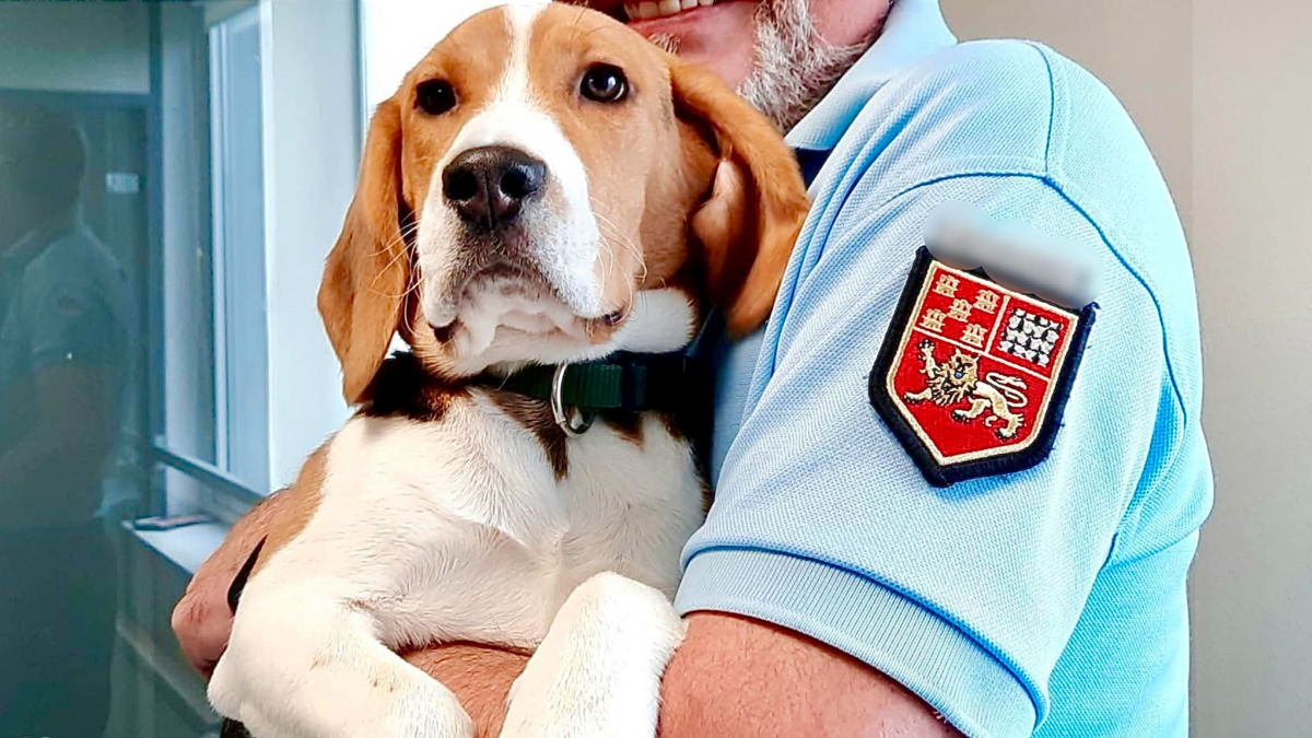 Illustration : "Un jeune Beagle devient la mascotte d’une brigade de gendarmerie de la Creuse "