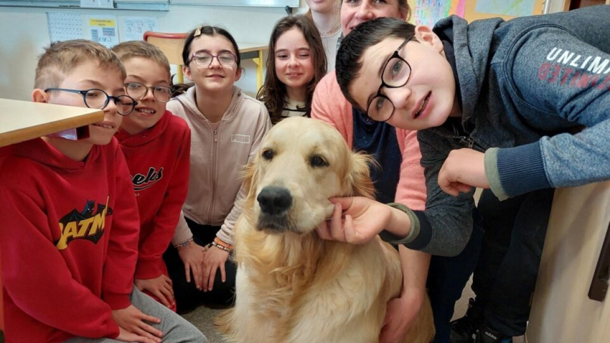 Illustration : "Une jeune Golden Retriever se transforme en assistante éducative dans un collège de Bretagne"