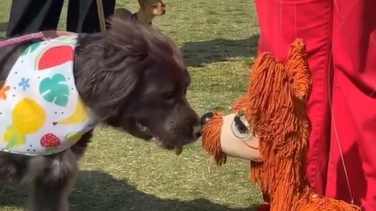 Illustration : "Une vidéo émouvante montre un chien tentant de se lier d'amitié avec une marionnette canine"