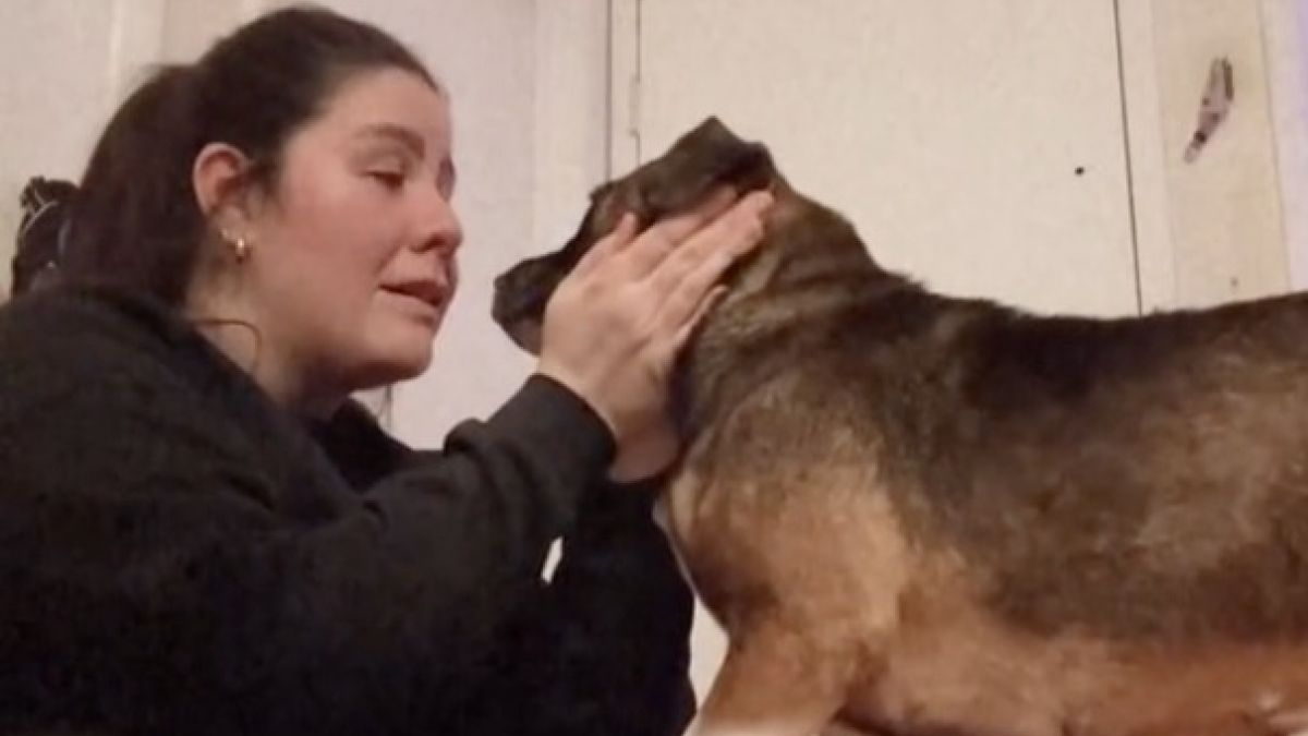Illustration : "La réaction touchante d'une chienne lorsqu'elle apprend que sa famille d'accueil l'adopte pour toujours (vidéo) "
