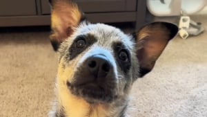 Illustration : "Ce chiot ressemblant à un personnage de dessin animé bien connu conquiert des millions de cœurs en une seule vidéo"