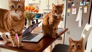 Illustration : "20 photos insolites de chats roux prouvant que ce sont vraiment des créatures à part"
