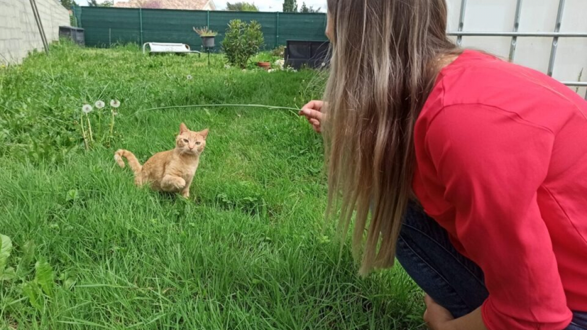 Illustration : "« Je pleurais matin et soir » : une jeune femme remue ciel et terre pour retrouver son chat disparu depuis 6 mois"