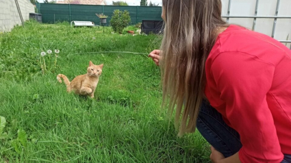 Illustration : « Je pleurais matin et soir » : une jeune femme remue ciel et terre pour retrouver son chat disparu depuis 6 mois