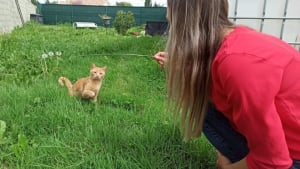 Illustration : « Je pleurais matin et soir » : une jeune femme remue ciel et terre pour retrouver son chat disparu depuis 6 mois