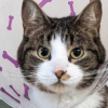 Illustration : Le combat inspirant de Wilson, un chat d&eacute;couvert bless&eacute; dans la neige et n'ayant jamais baiss&eacute; les pattes