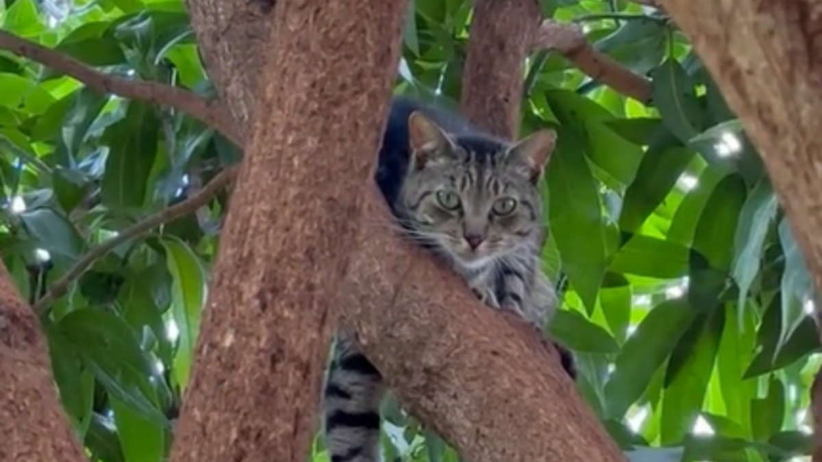 Illustration : "Voyage au cœur d'un sanctuaire unique où les chats vivent en liberté sous le soleil d'Hawaï (vidéo)"