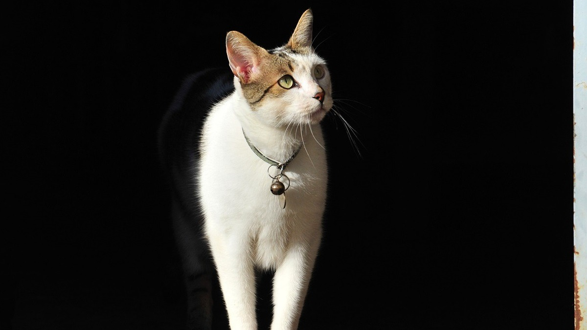 Illustration : "Comment gagner la confiance d'un chat inconnu ? Les chercheurs d'une université française ont trouvé la réponse"