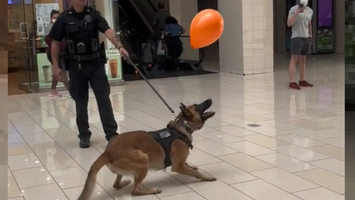 Illustration : "Un chien policier s'offre un moment de répit pour s'amuser avec un ballon, la vidéo devient virale"