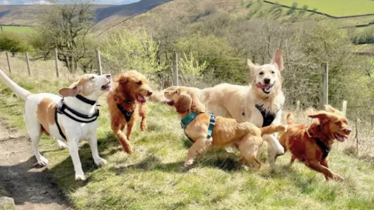 Illustration : "15 photos illustrant l'incroyable capacité des chiens à partager leur bonheur avec nous"