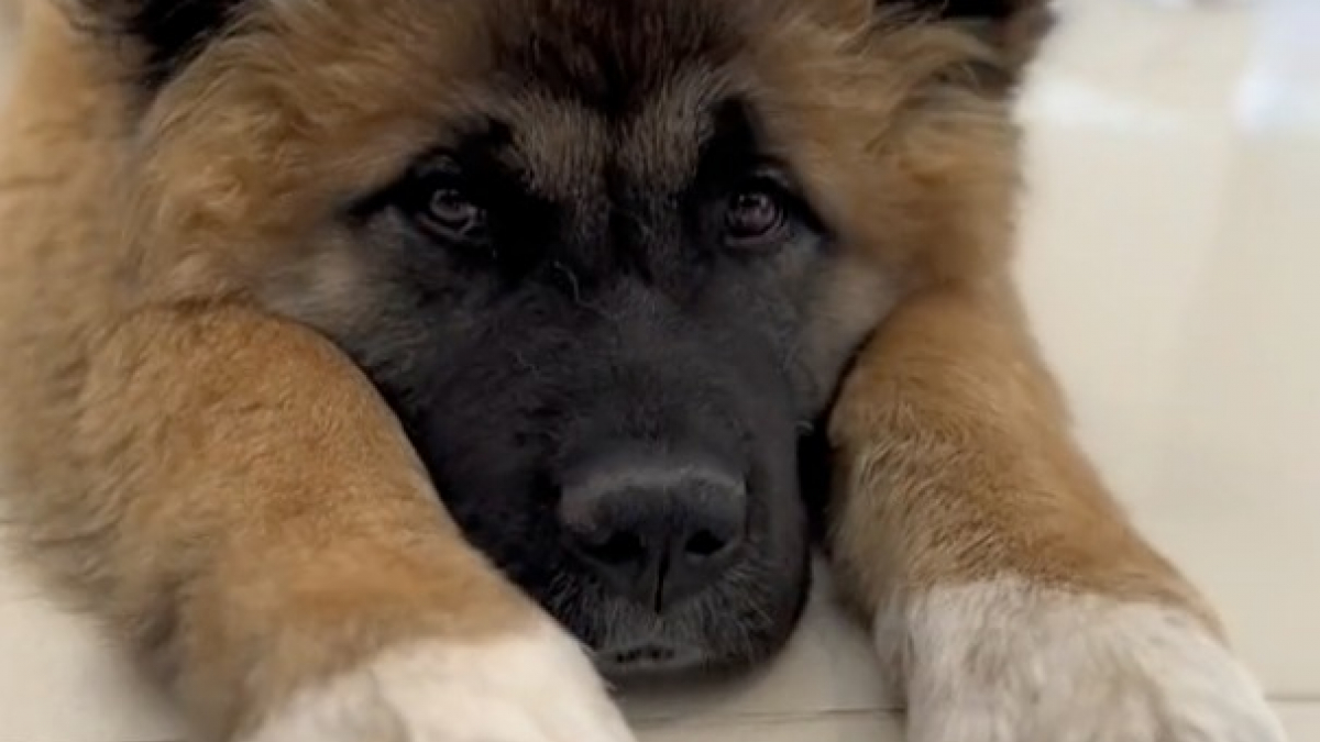 Illustration : "Le parcours émouvant de Kuma, une chienne qui apprend à faire confiance après cinq adoptions infructueuses"