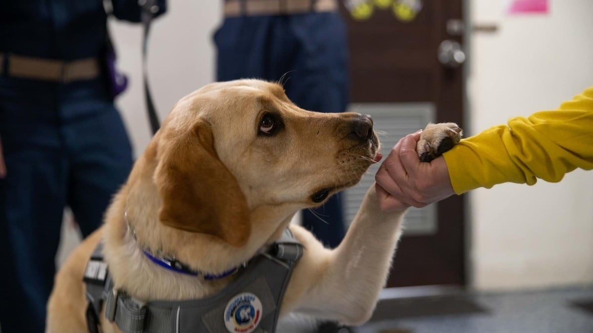 Illustration : "Comment un Labrador contribue au bien-être mental et émotionnel des marins en mission"