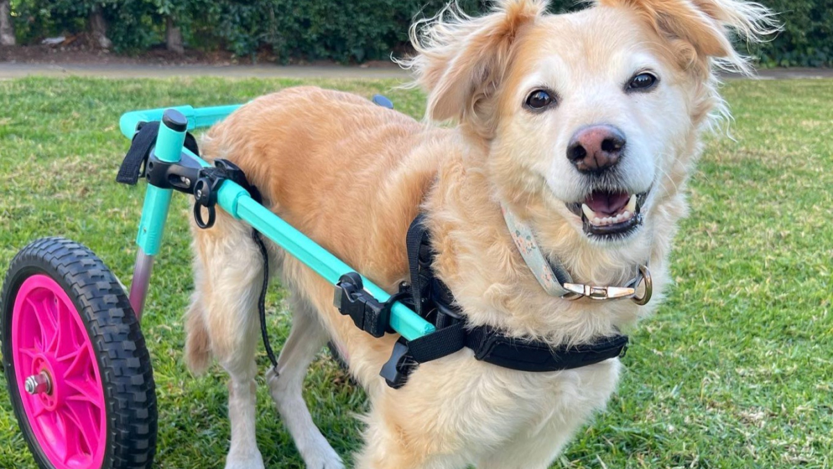 Illustration : "Une chienne, paralysée du train arrière, retrouve la joie de vivre grâce à son fauteuil roulant (vidéo)"