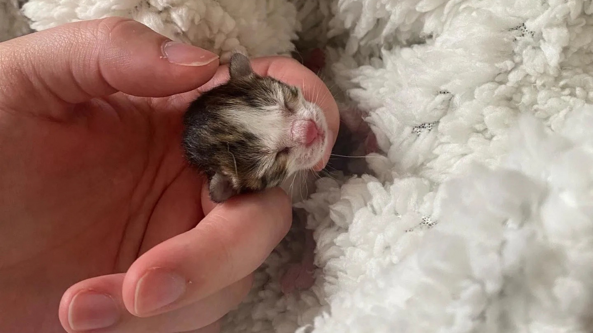 Illustration : "Une chatonne prématurée lutte pour sa survie après avoir été délaissée par sa maman (vidéo)"