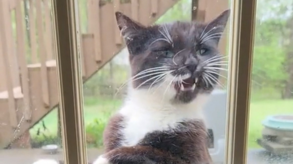 Illustration : "Quand le simple geste d'un chat observant sa maîtresse derrière la vitre fait fondre le cœur des internautes (vidéo)"