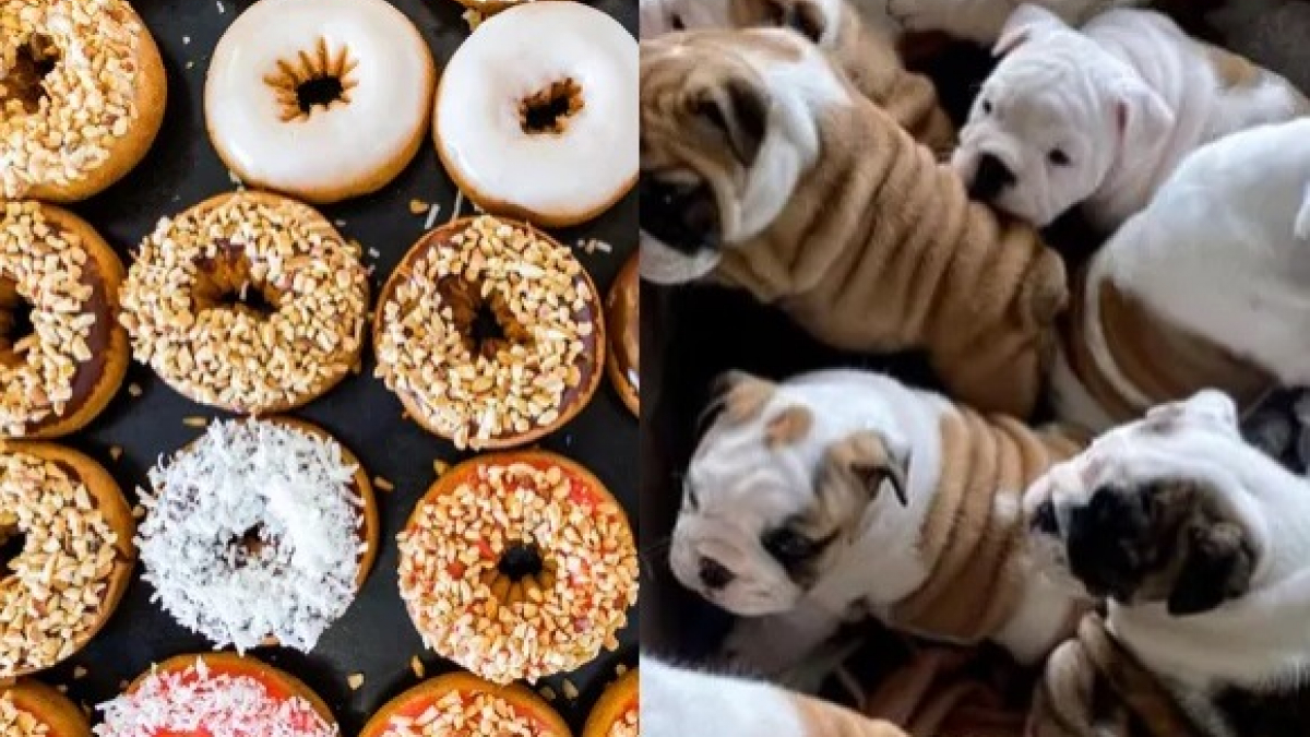 Illustration : "13 photos déconcertantes de chiens s'étant fait passer pour des desserts"
