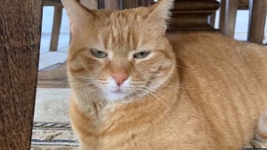 Illustration : Cette chatte rebelle détestait tout le monde, avant qu'une personne ne parvienne à conquérir son cœur (vidéo)