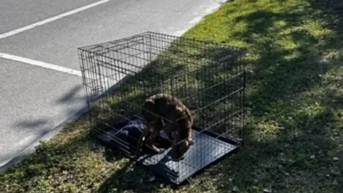 Illustration : "Une chienne abandonnée dans une cage mobilise toute une équipe de bénévoles décidées à la sauver et rassurer"