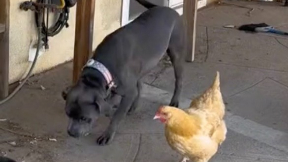 Illustration : "Un Pitbull et une poule forment une amitié inattendue qui fait fondre les cœurs (vidéo)"