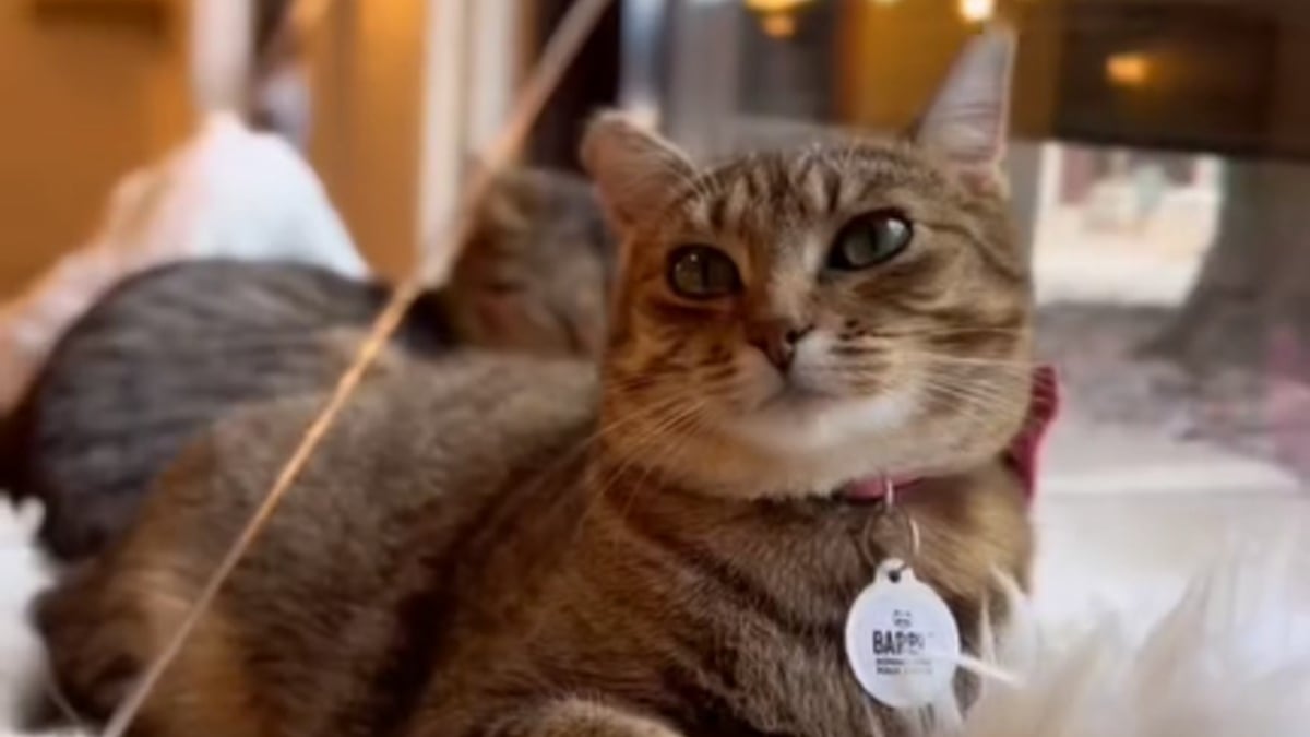 Illustration : "Un bar à chats livre une description hilarante de ses félins adoptables (vidéo)"
