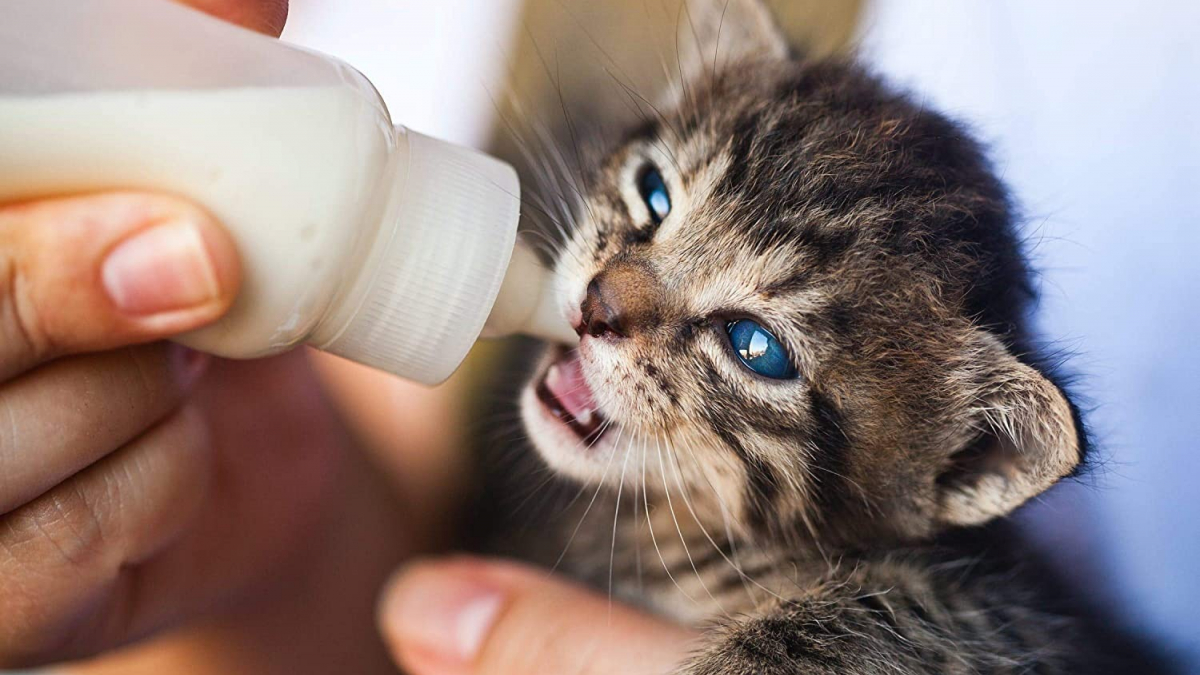 Illustration : "Lactadiet : une solution nutritive complète enrichie en colostrum qui sauve les jeunes animaux privés de lait maternel"