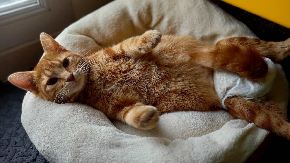 Illustration : "« Tootie s’est battue comme une lionne » : le combat inspirant d'une chatte handicapée et malade pour vivre pleinement sa vie (vidéo)"