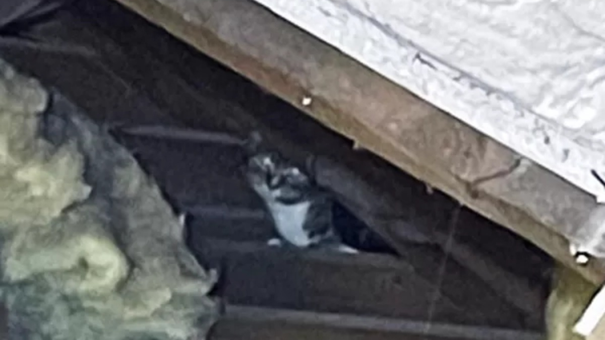 Illustration : "Des miaulements mènent à la découverte d'une chatte cachée dans un grenier, mais elle n'était pas seule"