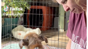Illustration : "Un chien traumatisé par son passé apprend enfin à faire confiance aux humains grâce à l'amour de sa sauveuse (vidéo)"