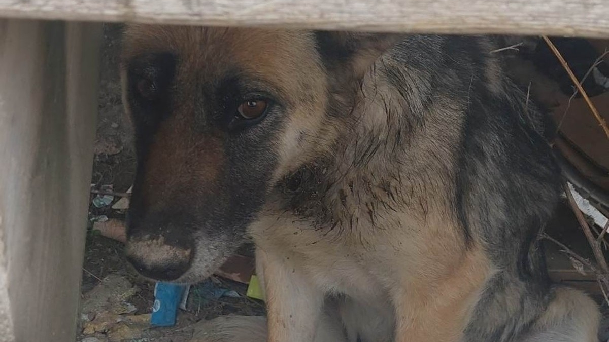 Illustration : "Une seconde chance pour une chienne errante tentant de survivre avec un collier enfoncé dans le cou"