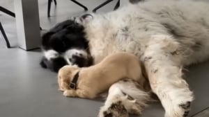 Illustration : "La magnifique complicité entre un imposant Landseer et un adorable petit Teckel offre une vidéo émouvante"