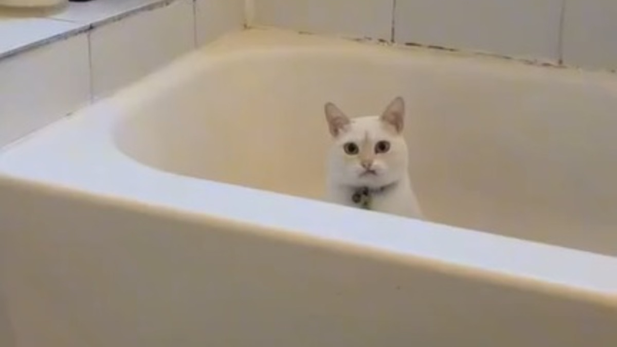 Illustration : "Un chat médite sur ses choix de vie dans une baignoire et la scène devient virale (vidéo)"
