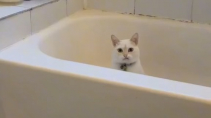 Illustration : Un chat médite sur ses choix de vie dans une baignoire et la scène devient virale (vidéo)