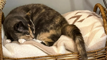 Illustration : Adoptée pendant le confinement, une chatte est abandonnée car elle est jugée trop collante (vidéo)