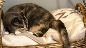 Illustration : Adoptée pendant le confinement, une chatte est abandonnée car elle est jugée trop collante (vidéo)
