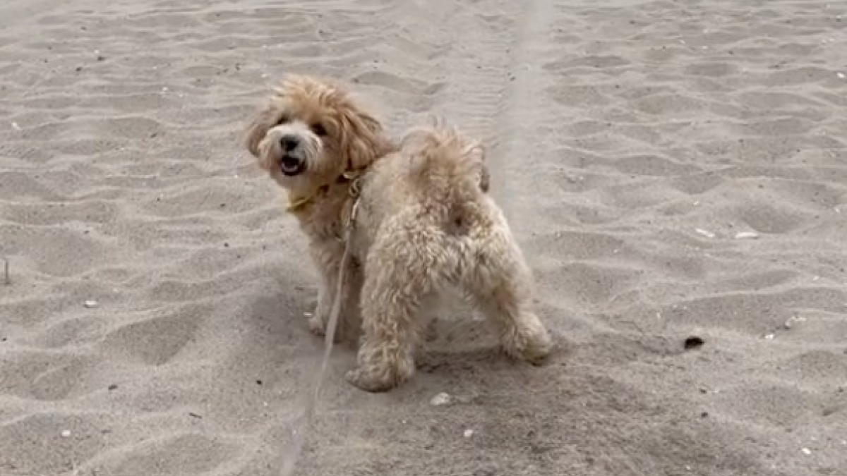 Illustration : "Une femme alerte sur les dangers du sable pour les chiens, après une promenade à la plage qui a tourné au drame"