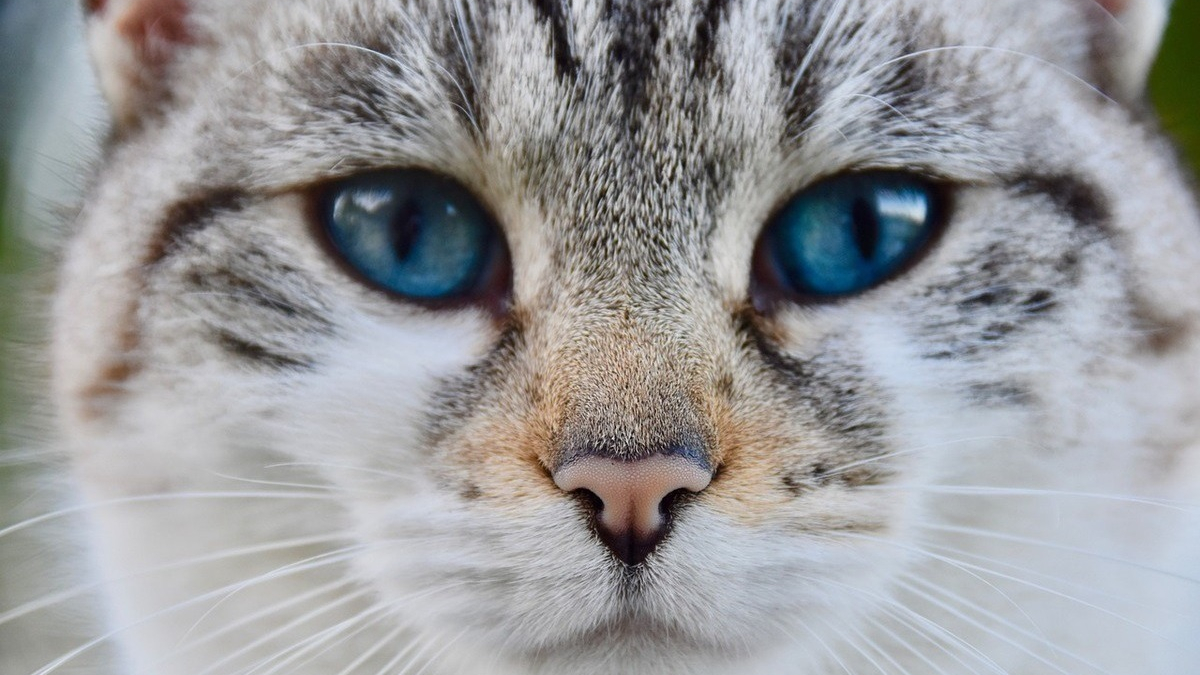 Illustration : "Quand une campagne de stérilisation de chats permet des retrouvailles après 11 ans d'absence"