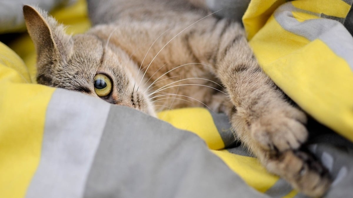 Illustration : "La mission insolite d'un habitant pour rendre les gants dérobés par sa chatte cleptomane"