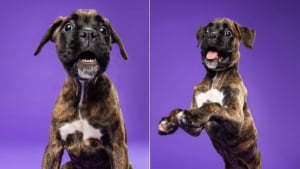 Illustration : La séance photo d'un chiot Boxer se transforme en joyeux chaos qui enchante les internautes (vidéo)