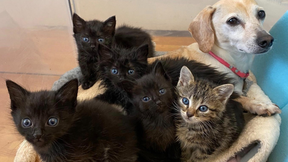 Illustration : "Une chienne au grand cœur devient la mère de substitution d'une portée de 5 chatons orphelins"