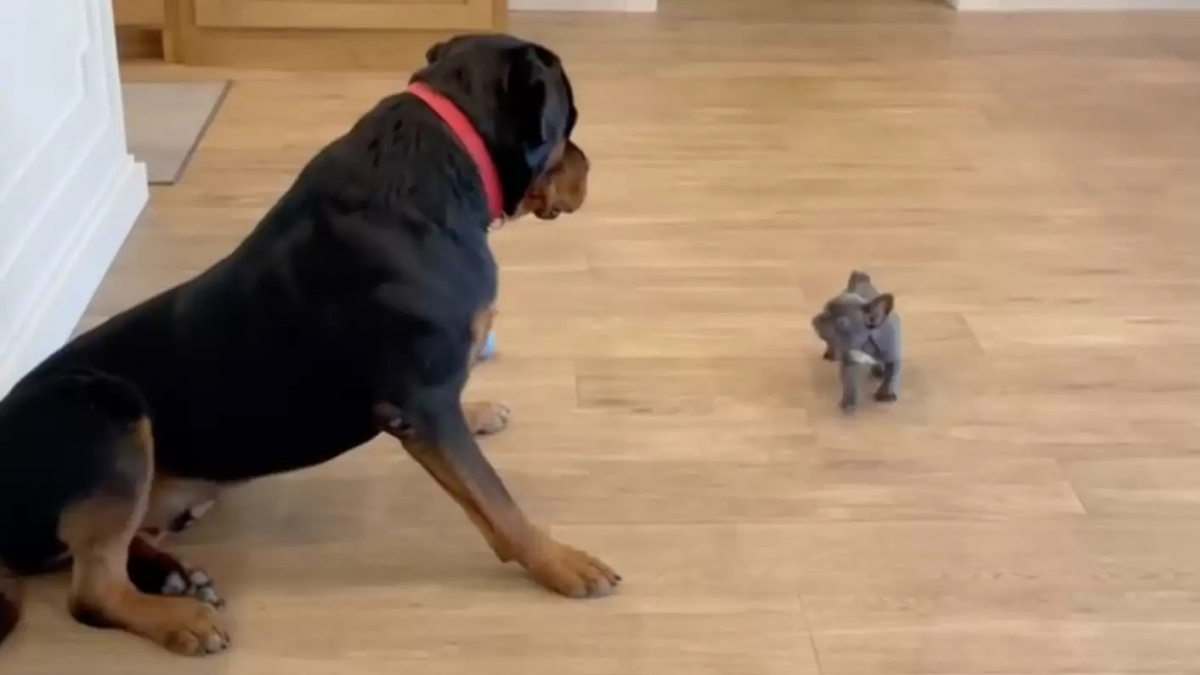 Illustration : "Un Rottweiler réagit de façon surprenante lorsqu’il rencontre un tout petit chiot pour la première fois (vidéo)"