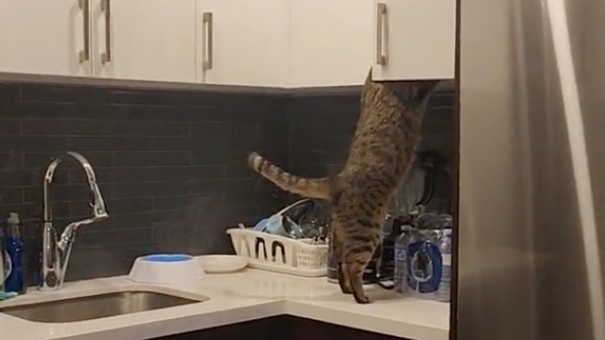 Illustration : "Gucci et Lindo, les chats espiègles qui ouvrent placards et réfrigérateur en l'absence de leur propriétaire (vidéo)"