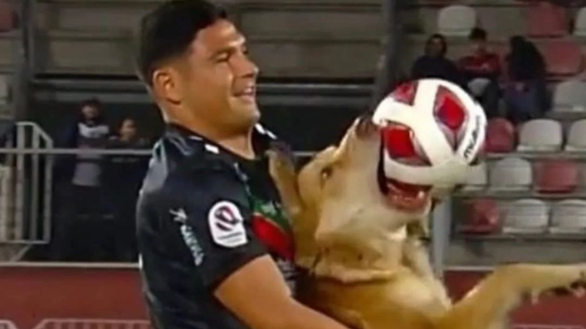 Illustration : "Un chien pénètre sur un terrain de football en plein match, et vole la vedette aux joueurs (vidéo)"