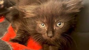 Illustration : Une chatonne de couleur noire trouve le bonheur dans un foyer d'accueil dédié aux petites « panthères » (vidéo)