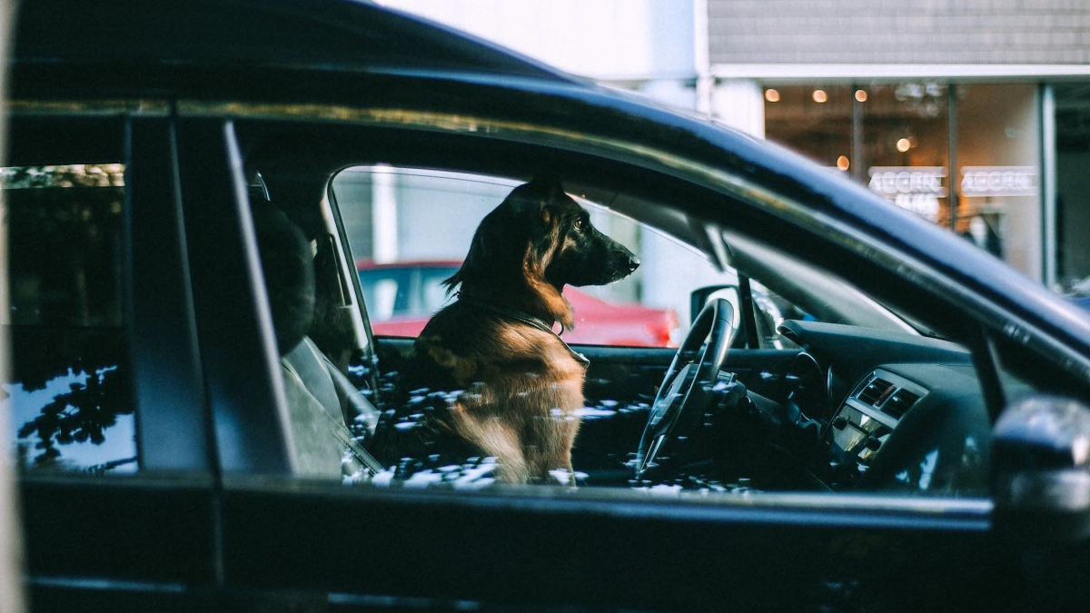 Illustration : "Un conducteur ivre échange sa place avec celle de son chien pour échapper à une arrestation"