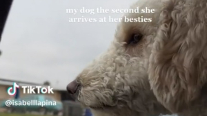 Illustration : L'excitation incontrôlable d'un chien qui n'attend pas que la voiture s'arrête pour rejoindre son ami (vidéo)