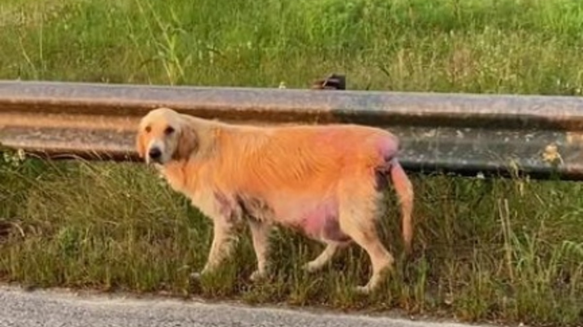 Illustration : "Elle aperçoit une chienne malade et terrifiée au bord de la route et se donne pour mission de la sauver"