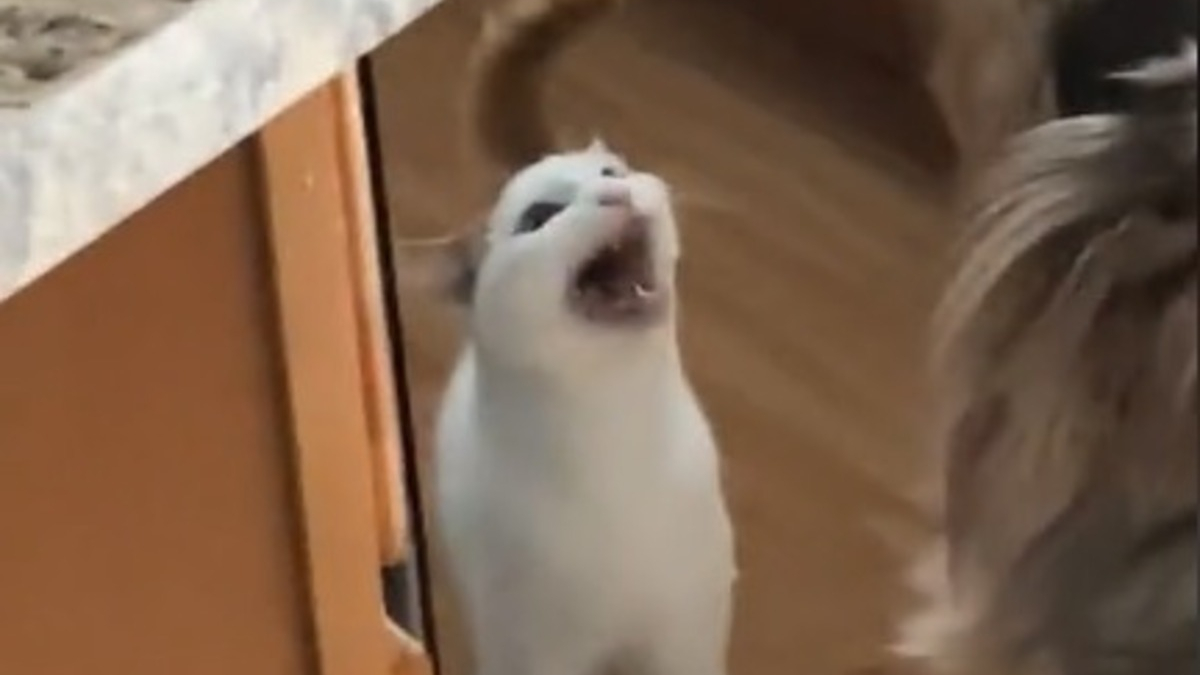 Illustration : "Ce chat très bruyant fait sensation avec son étonnante façon de réclamer à manger (vidéo)"