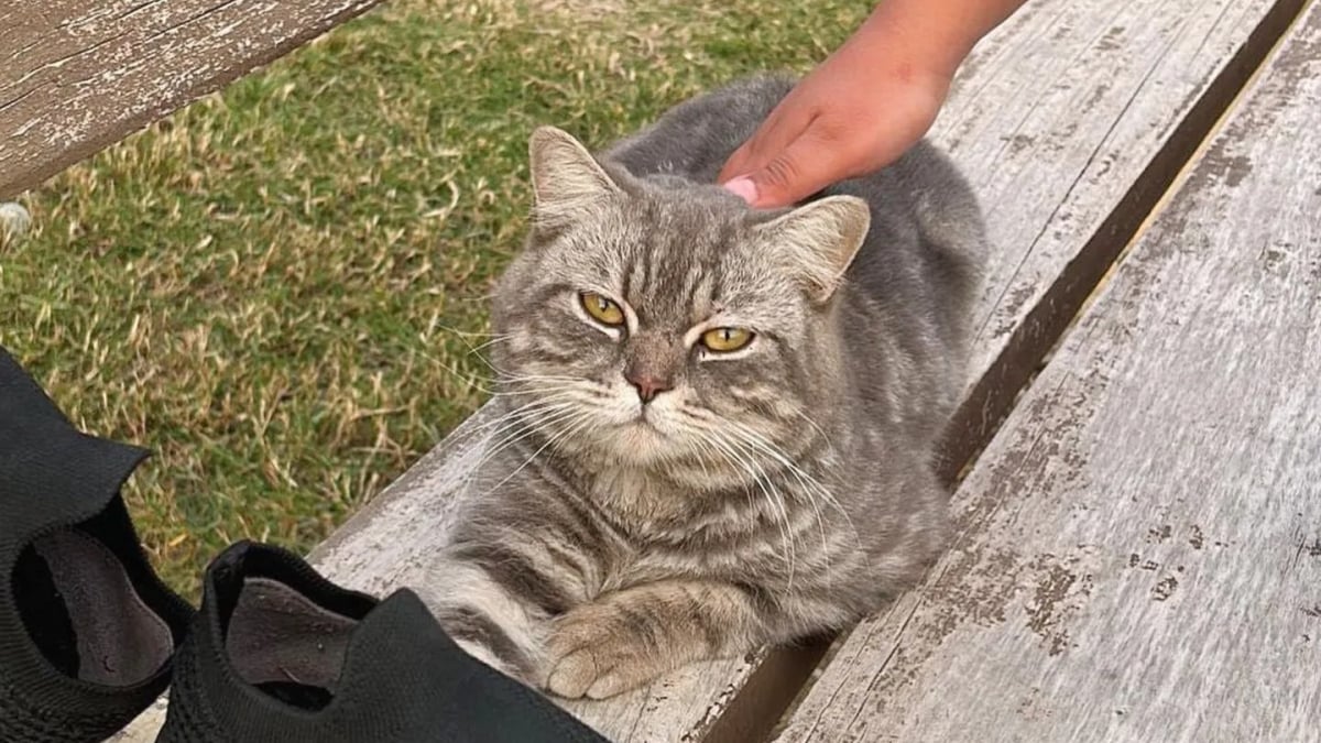 Illustration : "Ce chat errant se couchait sur des bancs pour attirer l'attention des promeneurs et changer de vie"