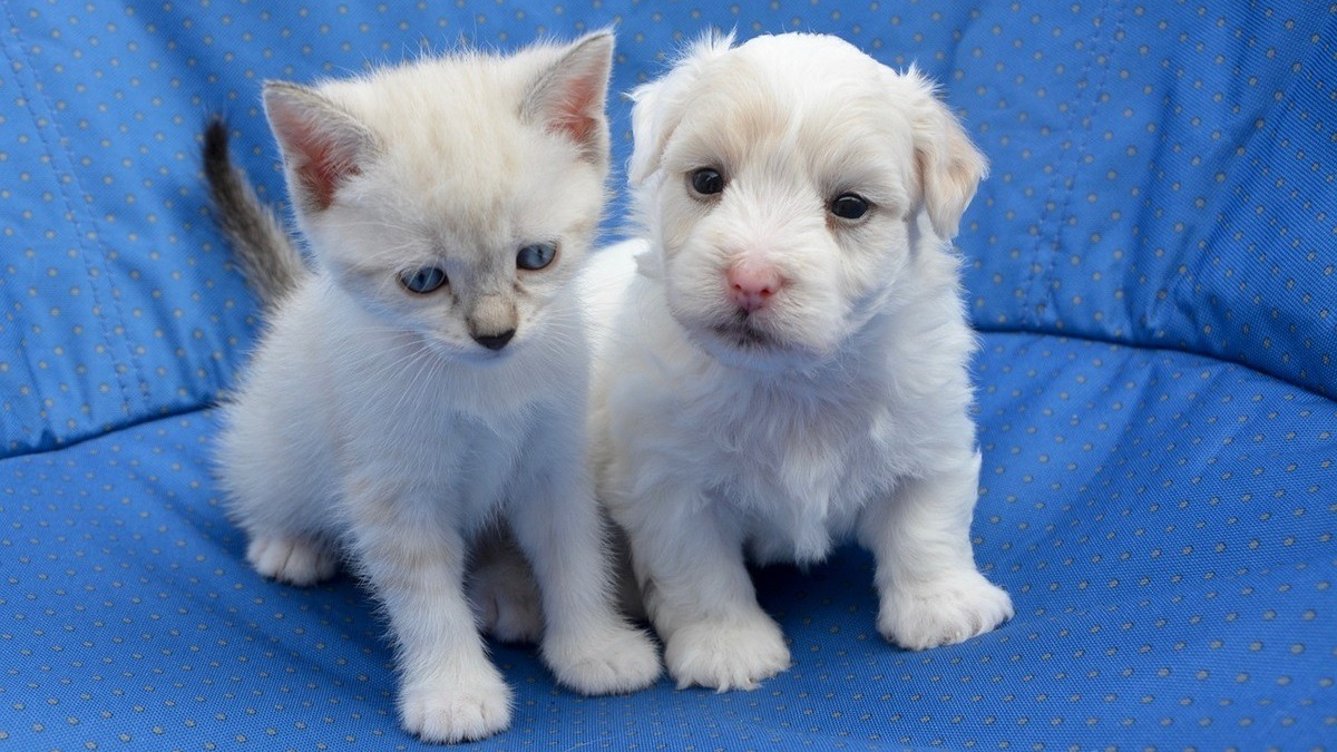 Illustration : "L'enquête du SNPCC appelle à endiguer la production illégale de chiens et de chats : les petites annonces mises à l'index"