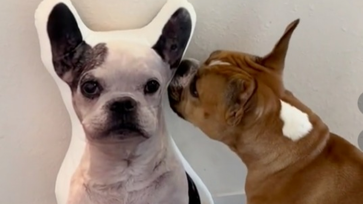 Illustration : "L'émouvante réaction d'une chienne face au coussin à l'effigie de son ami disparu (vidéo)"